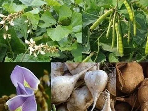 Điều tra, xử lý vụ nghi ngộ độc sau khi ăn hạt quả cây củ đậu