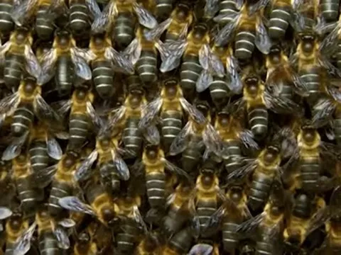 Đang "hóng chuyện", người phụ nữ bị trâu húc nguy kịch dù nhảy xuống ao vẫn không thoát