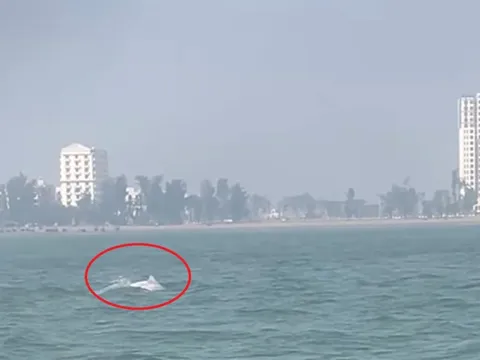 VIDEO: Đàn cá heo trắng "nhảy múa" ở biển Sầm Sơn