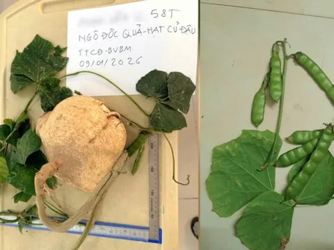 Tại sao ăn hạt cây củ đậu lại có thể gây tử vong?