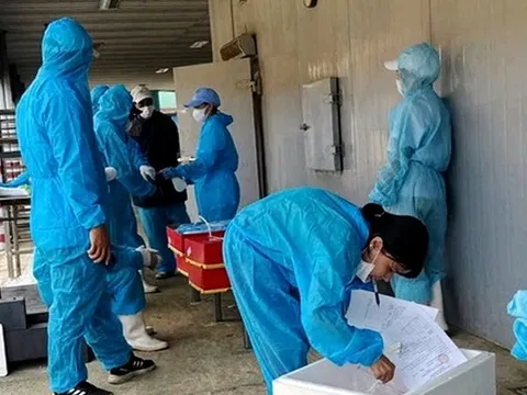 Vụ heo bệnh ở Công ty Đồ hộp Hạ Long: Nhiều lần kiểm tra nhưng không phát hiện vi phạm!