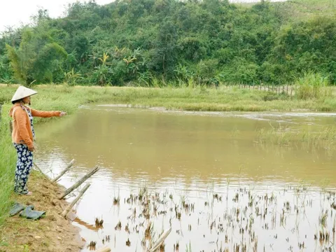 Hỗ trợ bèo bọt, làm đường cẩu thả