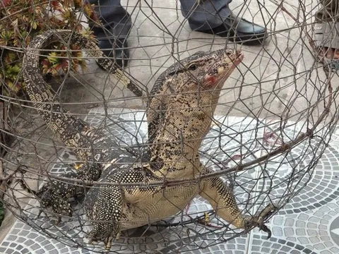 Phát hiện kỳ đà hoa "đi lạc" trong vườn, người dân liền báo công an