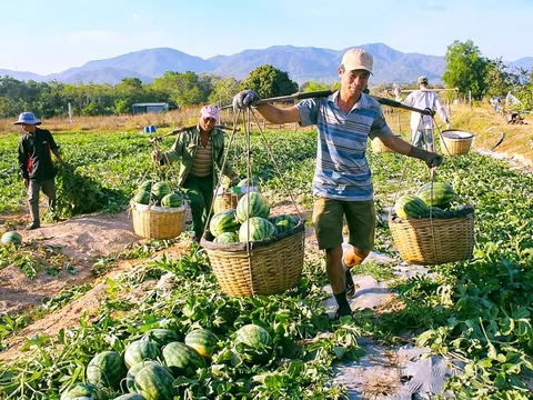 Những mùa gió chướng réo gọi Tết về