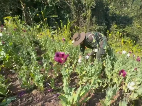 Phát hiện 12.270 m2 diện tích trồng cây thuốc phiện