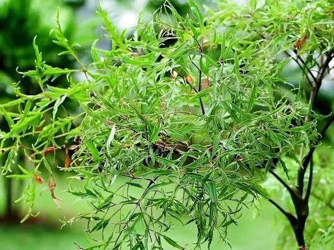 Công dụng bất ngờ của lá đinh lăng đối với sức khỏe