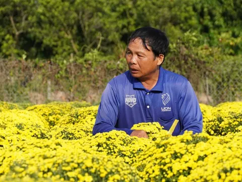 Nông dân Sa Đéc buồn bã vì cúc mâm xôi bung nở bất thường trước Tết