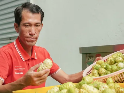 Bỏ phố về quê: Thanh niên 8x kiếm 2 tỉ mỗi năm nhờ cây nhàu trên vùng đất U Minh Hạ