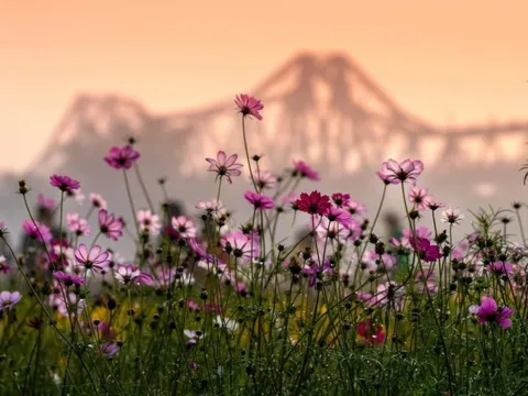 Vườn hoa cúc bướm nở rộ, nhuộm sắc xuân dưới chân cầu Long Biên