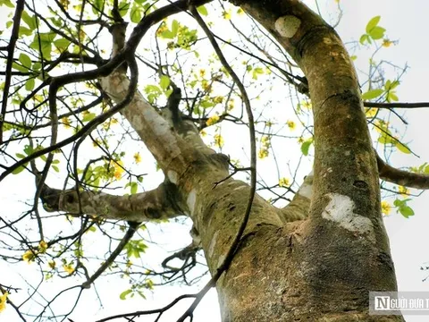 Vườn hoàng mai cổ ở Huế nở khoe sắc, báo hiệu Tết Nguyên đán cận kề