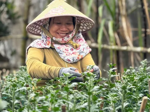 Hàng trăm ngàn chậu cúc Tết ở Quảng Ngãi được mua sạch từ khi còn 'ngậm nụ'