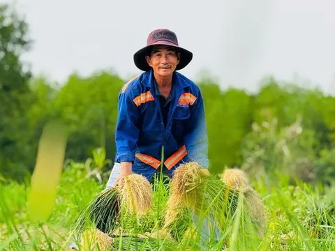 Rộn ràng mùa thu hoạch kiệu ở Quảng Ngãi