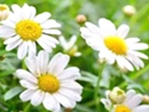 11 thảo dược cải thiện sức khỏe