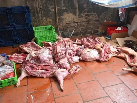 Khởi tố nhóm đối tượng thu mua lợn nhiễm bệnh rồi tung ra thị trường