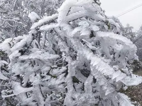 Dự báo thời tiết 22/1: Miền Bắc đón đợt không khí lạnh rất mạnh, dự báo nơi rét đậm nhất