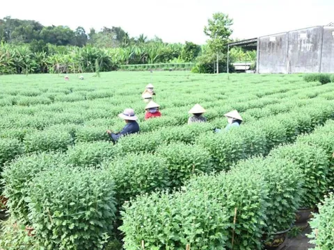 Làng hoa Thống Nhất vào vụ Tết: Chạy đua với thời gian "níu" sắc xuân