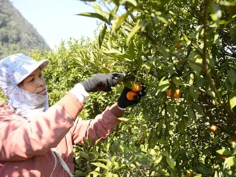 "Sapa thu nhỏ" giữa xứ Thanh và mùa cam đổi đời