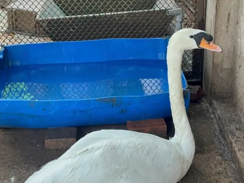 Thiên nga trắng bị trộm nhét vào ba lô mang khỏi Thảo Cầm Viên Sài Gòn