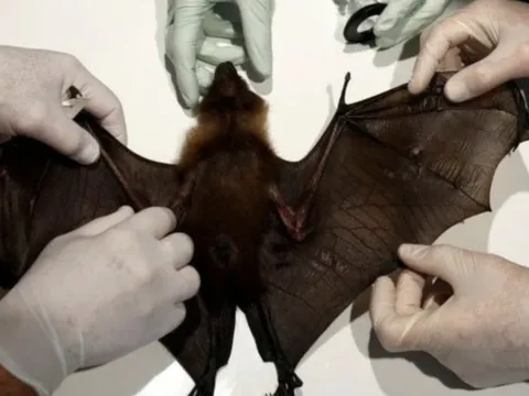 Vi rút Nipah có phải vi rút mới, mức độ lây lan cao?