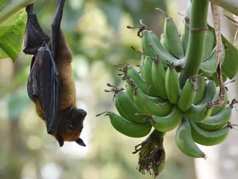 Chuyên gia y tế Việt Nam: Vi rút Nipah không lây kiểu bay xa nhưng chú ý dấu hiệu 'đèn đỏ'