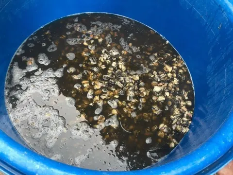 Ăn ốc bươu ngâm với 'thủy tinh lỏng' âm thầm phá cơ thể ra sao?