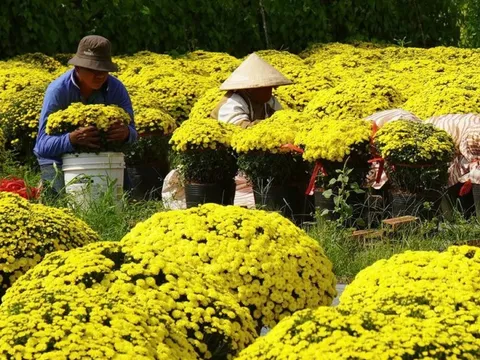 Gần 70% cúc mâm xôi nở sớm đã được tiêu thụ ở Vĩnh Long