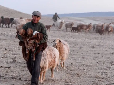Thưởng Tết "không giống ai": Tặng cừu cho nhân viên và lý do phía sau