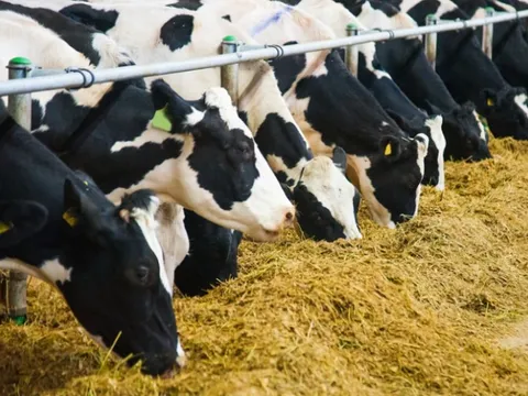 Điều kiện sinh vật biến đổi gen được sử dụng làm thực phẩm, thức ăn chăn nuôi