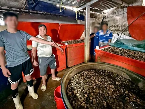 Ốc bươu ngâm ‘thủy tinh lỏng’, đã tiêu thụ 3.000 tấn; Khi nào tăng lương cơ sở?