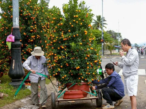 Vượt thiên tai, quất Tết Đà Nẵng vẫn đa dạng, dáng đẹp, quả đều