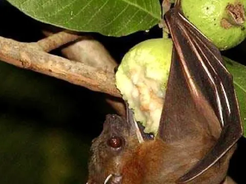 Bộ Y tế khuyến cáo không tiếp xúc, ăn thực phẩm từ động vật hoang dã để phòng bệnh do virus Nipah