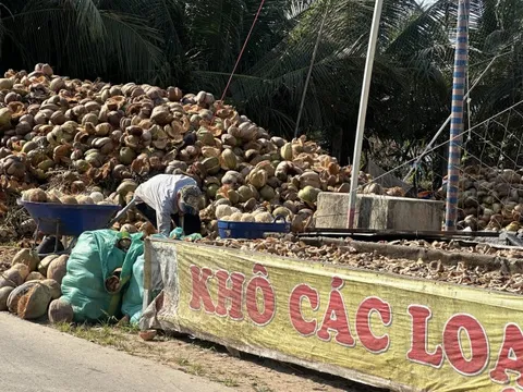 Cận Tết, giá dừa lao dốc, nhà vườn An Giang kêu trời