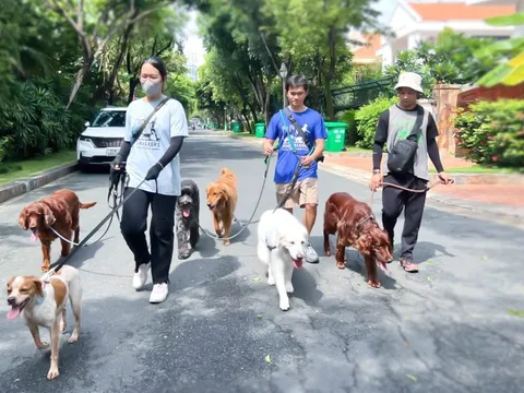 Tết, dắt chó đi chơi kiếm tiền triệu