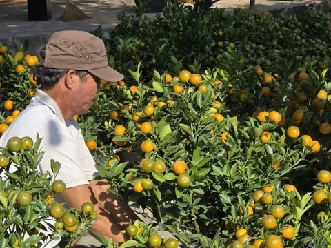 Hoa Tết xuống phố rực rỡ, người mua "ngó nhiều hơn mua"