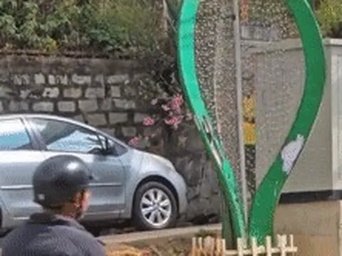 Người đàn ông công khai chặt hoa mai anh đào ở Đà Lạt gây bức xúc