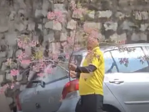 Người đàn ông vào nhà công vụ ở Đà Lạt chặt mai anh đào, chất lên ô tô rời đi