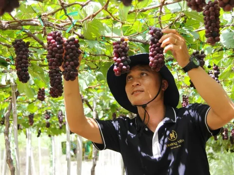 Nho Ninh Thuận 'rũ bùn' đón Tết sau lũ dữ