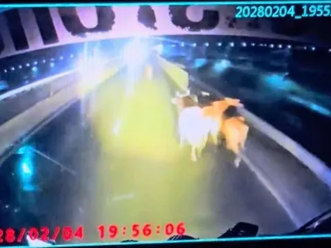 Đàn bò rơi khỏi xe tải trên tuyến cao tốc Vĩnh Hảo – Phan Thiết, giao thông rối loạn trong đêm