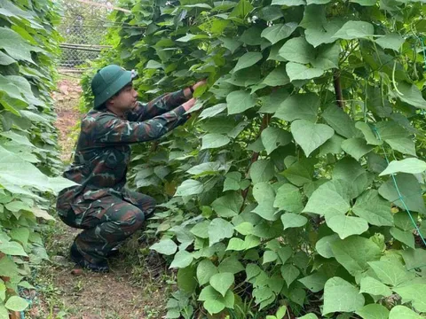 Rau, gà bộ đội tăng gia đắt hàng dịp Tết