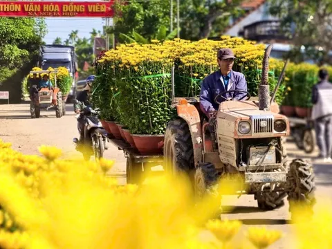 Hoa cúc “nhuộm vàng” làng quê những ngày giáp Tết