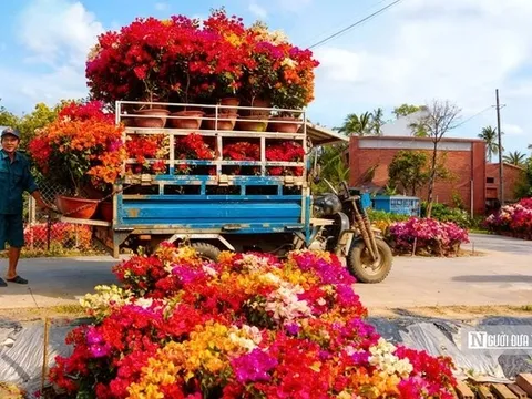 Lạc vào "thiên đường hoa giấy" Phú Sơn: Cả làng bừng sáng rực rỡ ngày giáp Tết