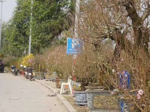 Giá thuê hè phố bán cây cảnh ở Hạc Thành tăng gấp 3 lần, tiểu thương lo lỗ vốn