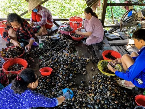 Ốc bươu vàng có nhiều ký sinh trùng, phải chế biến kỹ mới an toàn