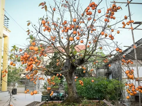 Cây hồng cổ 100 năm tuổi được trả giá 500 triệu đồng