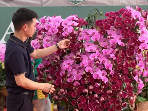 Lan hồ điệp ghép gỗ lũa giá vài chục triệu hút khách dịp Tết