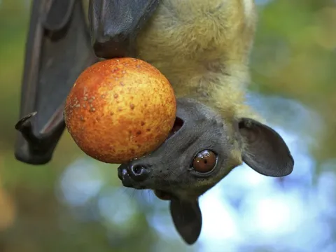 WHO xác nhận một ca tử vong do vi rút Nipah