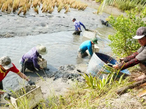 Nông dân Cà Mau 'vần công' thu hoạch tôm càng ăn Tết