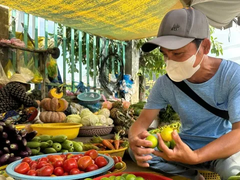 Chanh không hạt tăng giá gấp 3 nhưng nhà vườn không có hàng bán