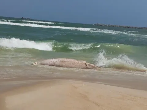 Xác cá voi "khủng" dạt vào bờ biển Quảng Trị