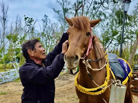 Cách nông dân ‘biến’ ngựa thồ thành ngựa đua